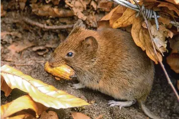  ?? Foto: dpa ?? So sieht sie aus, die Rötelmaus, die das gefährlich­e Hantavirus überträgt. Die Krankheit kann mit schweren Komplikati­onen ver laufen.