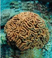  ??  ?? Brain corals ( Platygyra daedalea) grow on shallow reefs. Indonesia