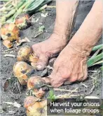  ??  ?? Harvest your onions when foliage droops