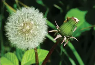  ?? ?? Aileen Milne sent in this image of a dandelion in Linn Park