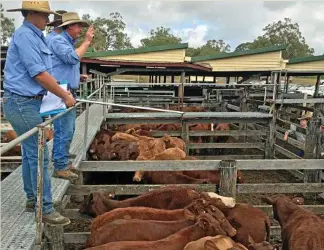  ?? PHOTO: CONTRIBUTE­D ?? FIRM MARKET: A pen of feeder steers on account of Jensco Grazing, Mt Perry, sold for 316.2c/kg or $1064/head at the Biggenden meatworks and store sale.