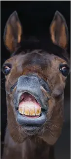  ?? Photos: Morgan Treacy/Inpho ?? Far right: Jessica Harrington’s daughter Kate Harrington, who is a jockey and assistant trainer, with the novice racehorse Jett at her mother’s yard in Moone, Co Kildare. Stable hands bring the horses to the gallops in Moone, Co Kildare. Above: A fine...