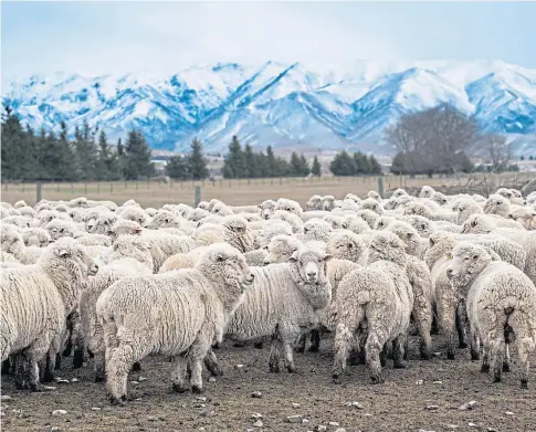  ?? ?? FEELING SHEEPISH: Farm leaders are doubtful a new UK-NEW Zealand trade deal will help UK crofters and farmers.