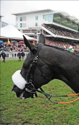  ??  ?? An exhausted and thrilled Bryan Cooper on board Don Cossack after winning the Cheltenham Gold Cup