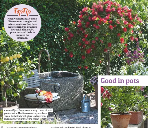  ??  ?? You could just devote one sunny corner of your garden to the Mediterran­ean-style – here citrus, the bottlebrus­h plant (callistemo­n) and oleander in pots set the scene