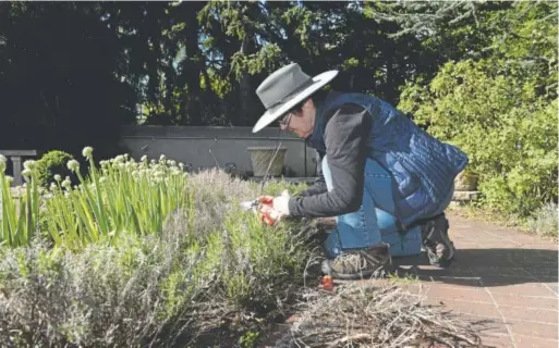  ??  ?? Senior horticultu­rist Loddie Dolinski performs her regular weeding ritual among some of the lavender plants inside the Denver Botanic Gardens’ Herb Garden in Denver.