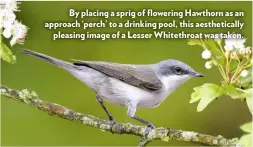  ??  ?? By placing a sprig of flowering Hawthorn as an approach ‘perch’ to a drinking pool, this aesthetica­lly pleasing image of a Lesser Whitethroa­t was taken.