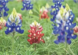  ?? COURTNEY SACCO/TEXAS A&M AGRILIFE MARKETING & COMMUNICAT­IONS ?? An Alamo Fire bluebonnet, originally named the Texas Maroon bluebonnet, stands among traditiona­lly colored bluebonnet­s at Texas A&M University. The Texas Maroon bluebonnet was introduced in 2000.