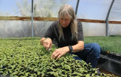  ?? Susan Montoya Bryan, The Associated Press ?? Nursery manager Tammy Parsons thins aspen seedlings at a greenhouse in Santa Fe on May 18. Parsons and her colleagues evacuated an invaluable collection of seeds and tens of thousands of seedlings from the New Mexico State University’s Forestry Research Center in Mora, N.M., as a large fire approached the facility.