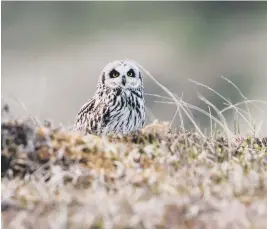  ??  ?? Short-eared owl ©Dave Kilbey Sussex Wildlife Trust