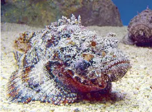  ?? ?? Stonefish is the world’s most venomous fish. It’s a close relative to scorpionfi­shes.