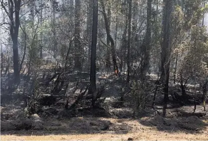  ?? RYAN GILLESPIE/STAFF ?? A small flame burns in a charred wooded area in the Live Oak Reserve subdivisio­n in Seminole County on Sunday.