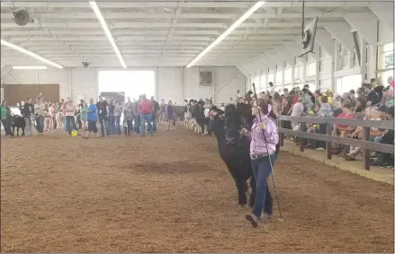  ?? JORDANA JOY — THE MORNING JOURNAL ?? 4-H youngsters show off beef cattle in a barn packed with visitors Aug. 22 during the Lorain County Fair.