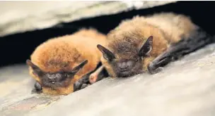  ??  ?? A picture of Common pipistrell­e bats taken by Tom Marshall