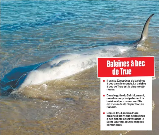  ?? PHOTO COURTOISIE ?? Deux baleines à bec femelles ont été retrouvées à quelques mètres de distance le 13 octobre aux Îles-de-la-Madeleine.