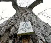  ?? MARTIN DE RUYTER/STUFF ?? Extensive decay in heritage poplar trees in Nelson’s Branford Park has made them potentiall­y dangerous. Some will be removed, while others will be trimmed.