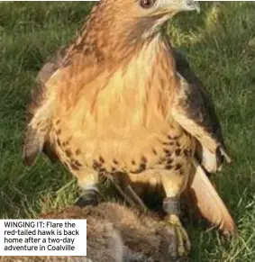  ??  ?? WINGING IT: Flare the red-tailed hawk is back home after a two-day adventure in Coalville