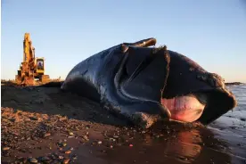  ?? Photograph: Boston Globe/ Getty Images ?? A dead right whale in New Brunswick, Canada, June 2019. In its nine years it had endured at least one vessel strike and three entangleme­nts in fishing gear.