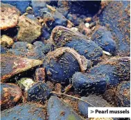  ?? ?? > Pearl mussels