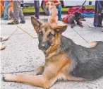  ??  ?? Dueños afirman que en el parque dejan carne con veneno, lo que ocasiona la muerte de los perros.