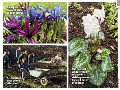  ??  ?? Dwarf iris have brought some sudden colour All hands on deck on the allotment! The unusual white, frilled cyclamen is striking – we’re trying it out in the border