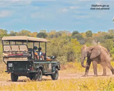  ??  ?? Elephants get up close and personal