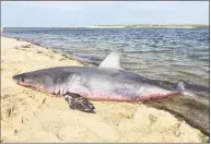  ?? Ken Johnson / Associated Press ?? A dead great white shark lies on the shoreline in Truro, Mass.