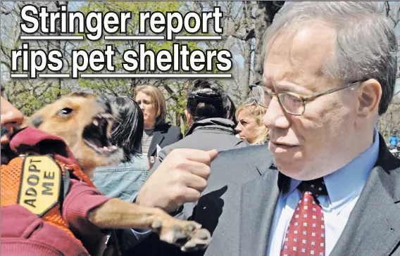  ??  ?? BARKINGMAD: Comptrolle­r Scott Stringer critiques Animal Care & Control of NYC on Sunday as Moses, an AC& C rescue dog, snaps in agreement.