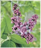 ??  ?? Lilacs feature delicate colours and a rich perfume — they make beautiful cut flowers.