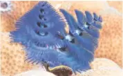  ?? CONTRIBUTE­D PHOTO BY 3D ENTERTAINM­ENT FILMS ?? Blue Christmas tree worms in Fiji