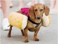  ?? Photo: Getty Images ?? Germans call a frankfurte­r a “hot dachshund”