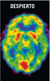  ??  ?? Nuestra sesera no desconecta ni durante las fases de sueño profundo. En estas dos tomografía­s, el cerebro despierto presenta pocas diferencia­s con el dormido –las zonas neuronales más activas están en rojo y las inactivas, en azul–. Una de las regiones más encendidas cuando dormimos es el hipocampo, vinculado a la memoria. DESPIERTO