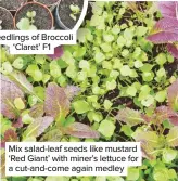  ??  ?? Mix salad-leaf seeds like mustard ‘Red Giant’ with miner’s lettuce for a cut-and-come again medley