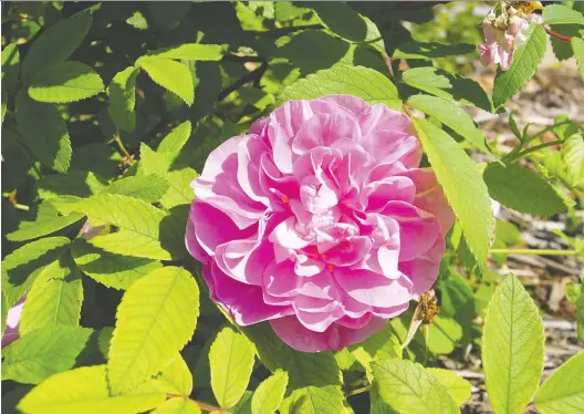  ?? KOREN VANGOOL ?? The Thérèse Bugnet rose, named after Georges Bugnet’s sister, is still sought after today.