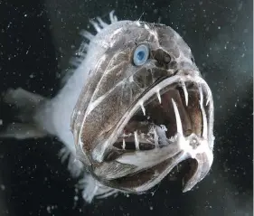  ??  ?? The fangtooth has the largest teeth relative to body size for any fish in the entire ocean.