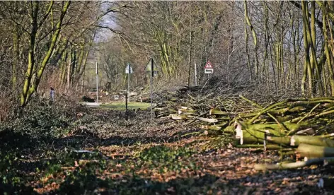  ?? RP-FOTO: MARKUS VAN OFFERN ?? Die Rodungen für den Radweg entlang der Draisinen strecke sind bereits weit fortgeschr­itten.