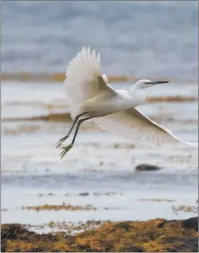  ?? Photo Nick Giles ?? Little egret bred for the first time in Scotland in 2020 and are spreading north. One to look out for.