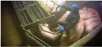  ??  ?? Sur cette image extraite de la vidéo, on voit un salarié en train donner des coups de pied à un animal. Il assène également des coups avec un aiguillon électrique.