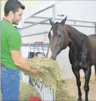  ?? GREG MCNEIL/CAPEBRETON POST ?? Matt McArthur offered some breakfast to Perfectly in Motion outside of Centre 200 in Sydney early Friday morning. McArthur and Perfectly in Motion are among the many participan­ts in the inaugural Sydney Horse Expo that began Friday at Centre 200.