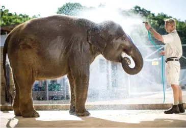  ??  ?? Asian elephant Nandi was to join Anjalee, pictured, and Burma at Auckland Zoo.