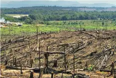  ??  ?? Burning rainforest­s on Borneo and Sumatra to make space for palm oil plantation­s is one of the greatest threats to orangutans. (Photo from news.un.org)