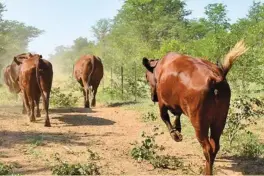  ??  ?? HAPPY: free-range healthy cattle