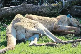  ??  ?? Distressin­g: A kangaroo showing signs of severe emaciation and an injured and bleeding giraffe