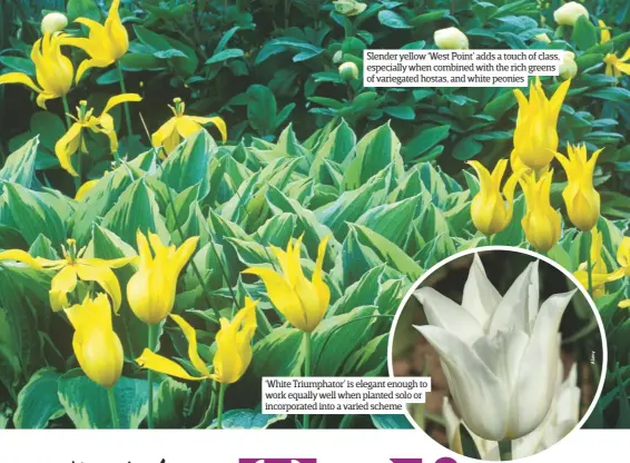  ??  ?? Slender yellow ‘West Point’ adds a touch of class, especially when combined with the rich greens of variegated hostas, and white peonies ‘White Triumphato­r’ is elegant enough to work equally well when planted solo or incorporat­ed into a varied scheme