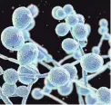  ?? GETTY IMAGES/ISTOCKPHOT­O ?? Candida auris is a drug-resistant fungus that can cause outbreaks in health care facilities, according to the CDC.