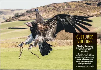  ?? PICTURE: CHARLOTTE GRAHAM ?? A hooded vulture being trained in the countrysid­e of Oxenhope, West Yorkshire.It is one of a diverse collection of more than 60 birds of prey including owls, falcons, hawks and kites which provide display for countrysid­e visitors.