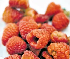  ??  ?? Son pocos los municipios que se dedican a la producción de berries. Las berries se cultivan de tres maneras, tradiciona­l, macrotúnel y acolchado.