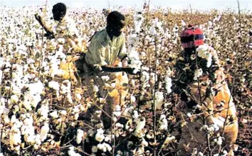  ??  ?? Cotton output increased to 70 000 tonnes, up from 28 000 tonnes produced during last season