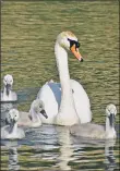  ??  ?? An annual ‘swan census’ will begin today and last all week on the River Thames, London.