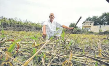  ?? RAJ K RAJ/HT PHOTO ?? Ompal Singh Aanchal at his twoacre farm in Khurari village of Sonipat district in Haryana. Due to deficient rainfall in the region, his crop of sorghum, which is used as fodder for his buffaloes, partially dried up.